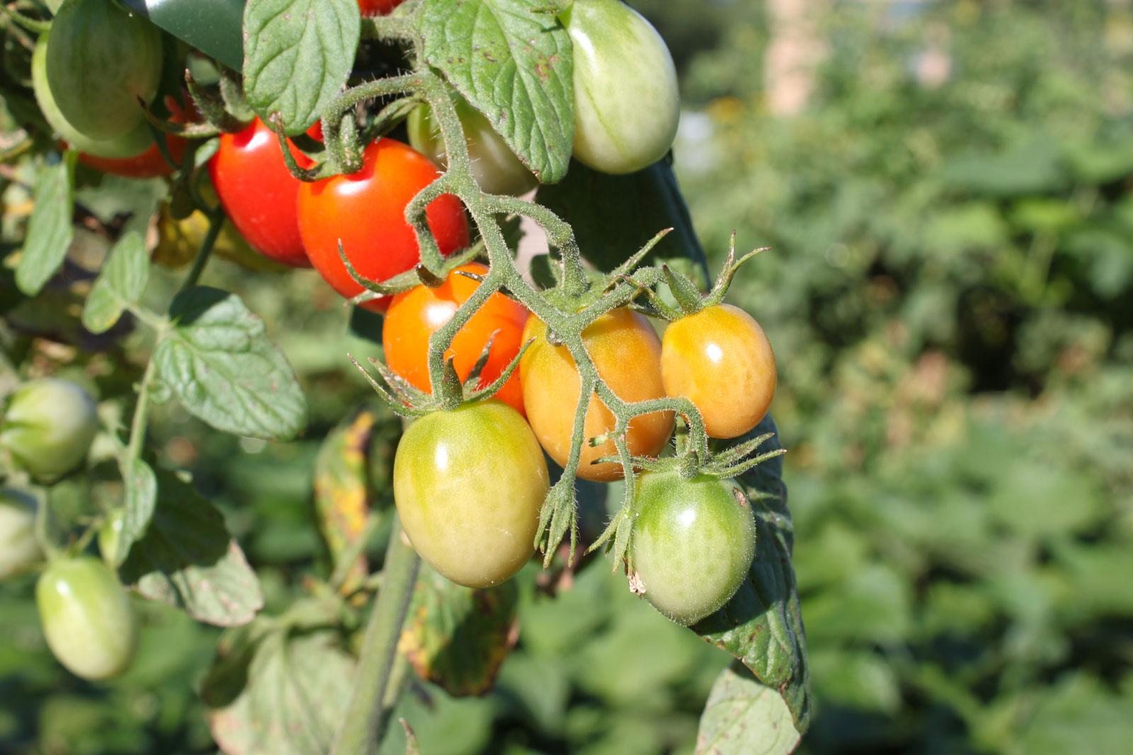 Tomatoes on vine