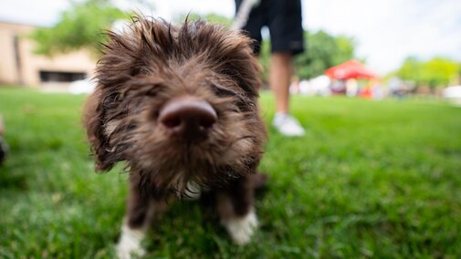 dog