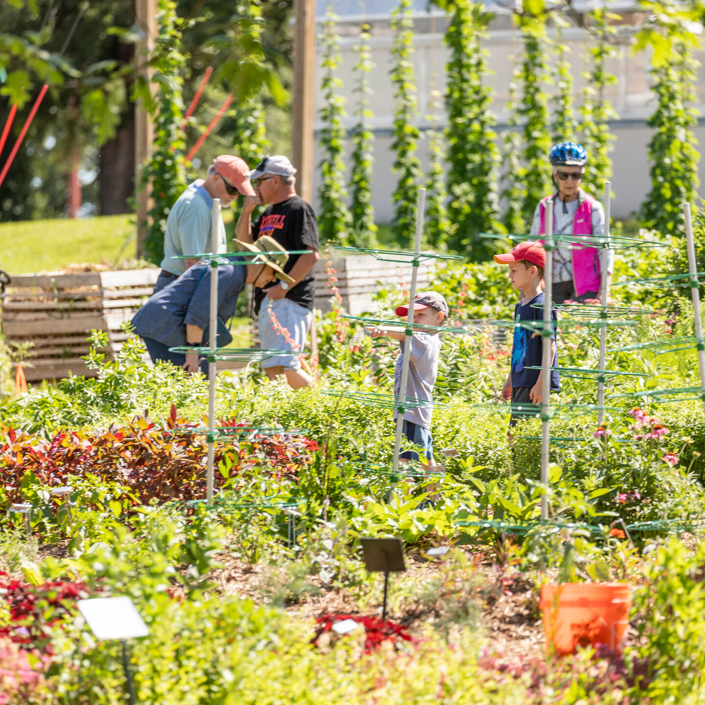 Backyard Farmer Garden